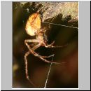 Metellina cf mengei - Herbstspinne w02b 5mm.jpg